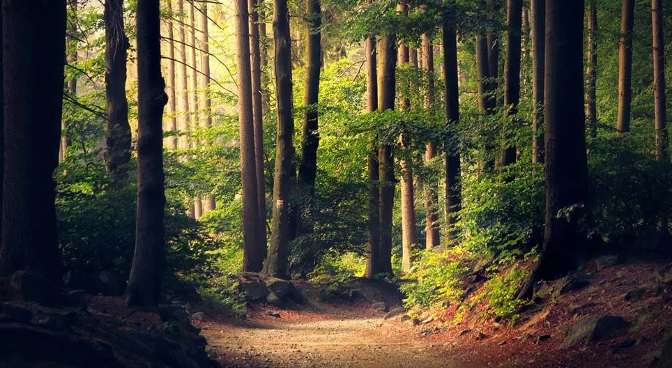 Бүх ой адилхан уу?