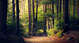 Бүх ой адилхан уу?