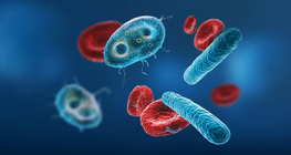 Халдварт өвчин ба дархлаа