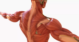 The biomechanics of skeletal muscles