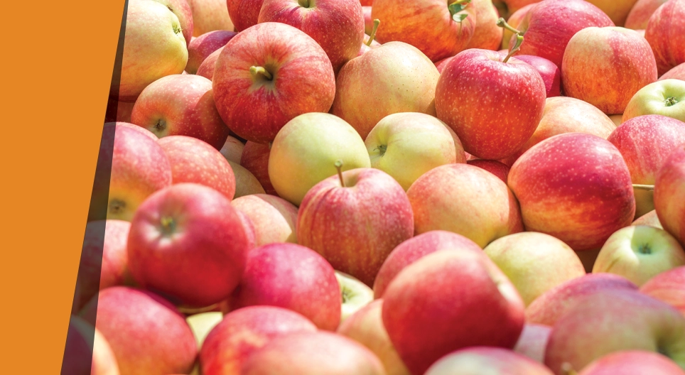 Бүйлс шиг үнэртэй алим