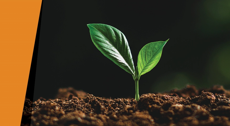 Шөнийн харанхуйд