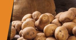 Төмсний каталазатор