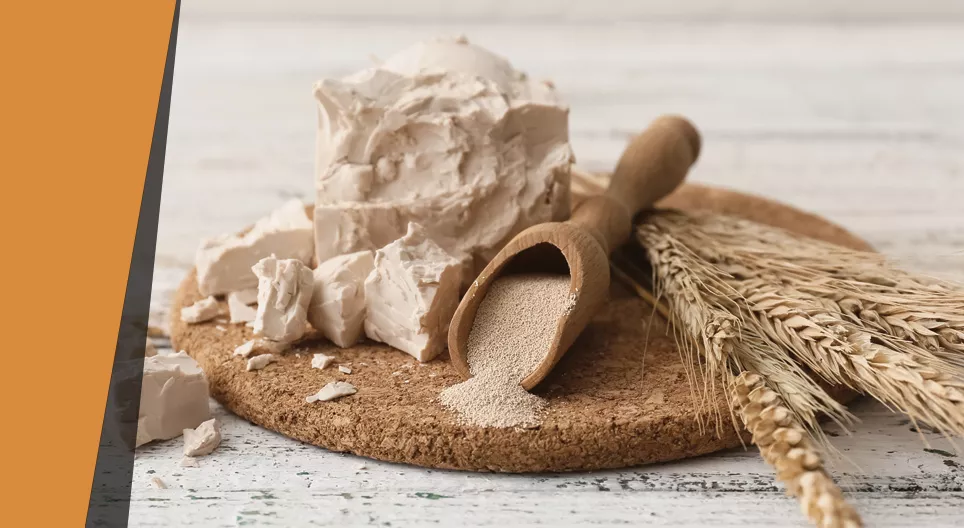 Шааран бөмбөлөг хийлэгч мөөг