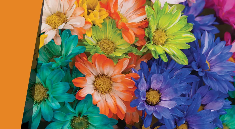 Мянган өнгийн дэлбэ