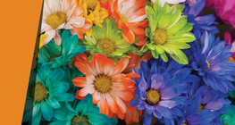 Мянган өнгийн дэлбэ