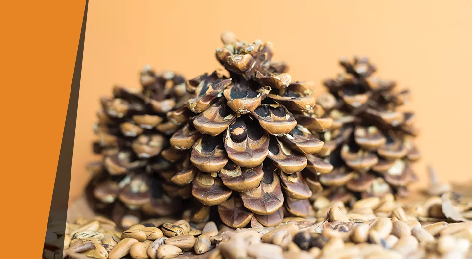 Нарсны боргоцойн гигрометр