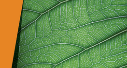 Навчны хальс