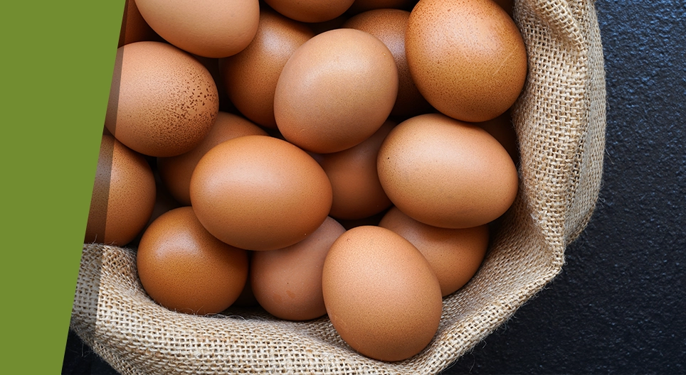 Өндөг хальслах